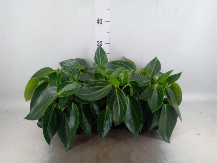 <h4>Peperomia</h4>