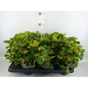 Iresine herbstii 'Rich Funnygold'