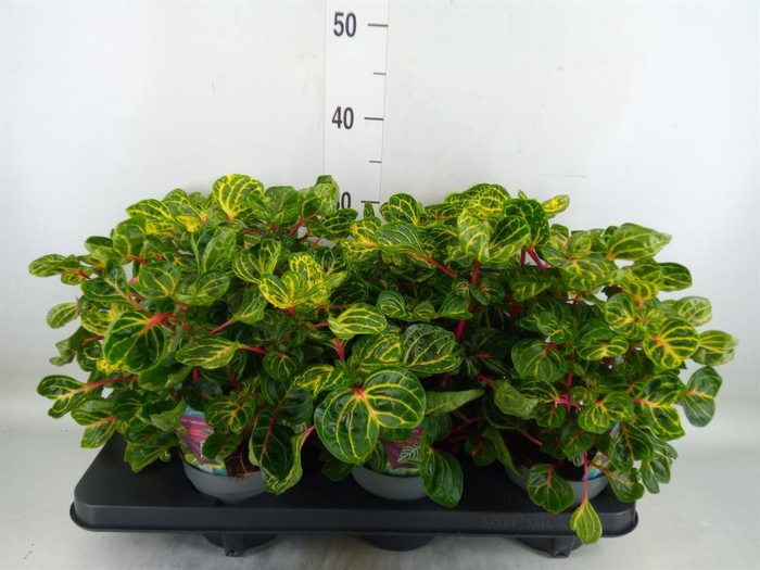 <h4>Iresine herbstii 'Rich Funnygold'</h4>