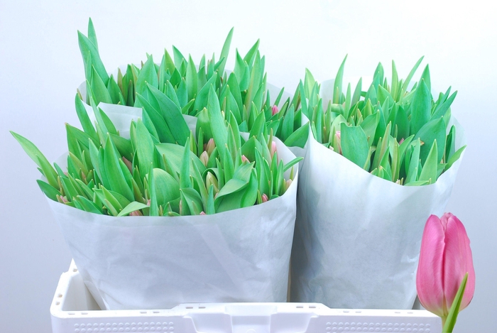 <h4>TU EN JUMBO PINK</h4>