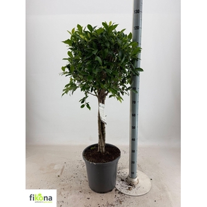FICUS OV