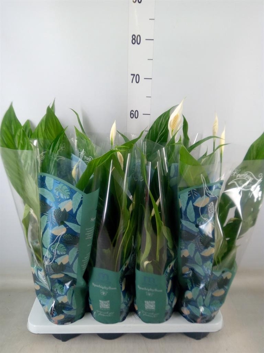 <h4>Spathiphyllum  'Sweet Chico'</h4>