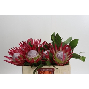 Protea Cynaroides Madiba