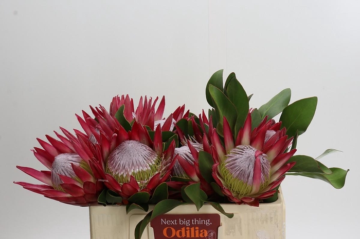 <h4>Protea Cynaroides Madiba</h4>