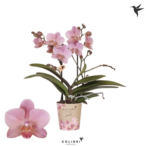 Kolibri Orchids Phalaenopsis Jewel Trevisso 2 spike 12 cm