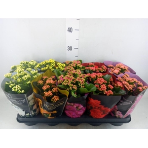 Kalanchoe blos. 'Perfecta'  ..mix 5