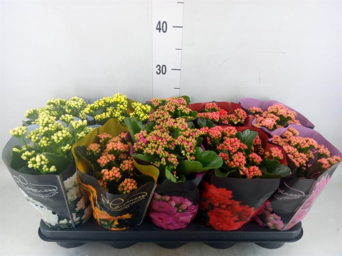 <h4>Kalanchoe blos. 'Perfecta'  ..mix 5</h4>