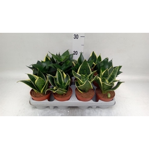 Sansevieria trifa. 'Hahnii'