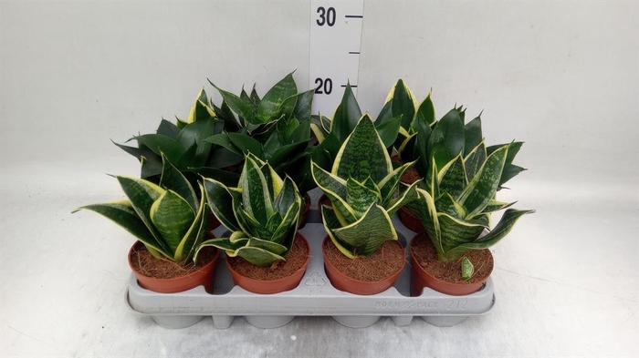 <h4>Sansevieria trifa. 'Hahnii'</h4>