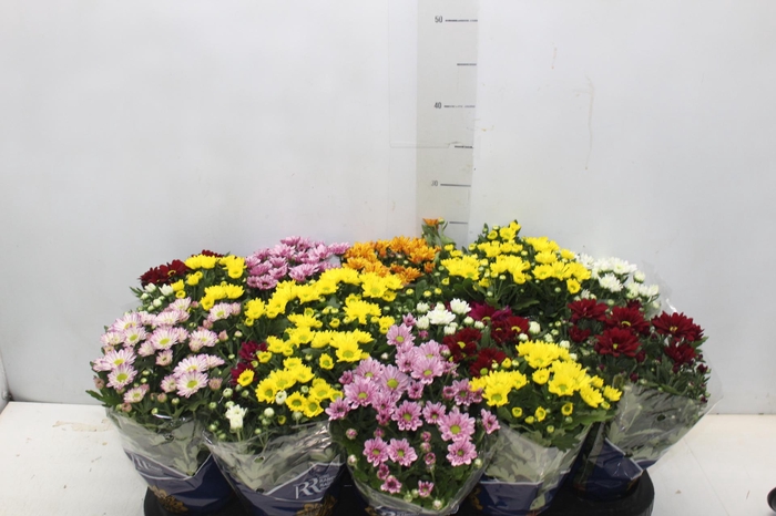 <h4>CRISANTEMO MINI P11</h4>