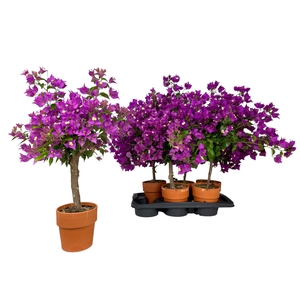 BOUGAINV ALEXANDRA