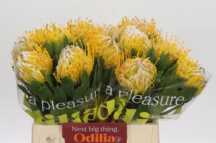 <h4>Nutans Super Gold</h4>