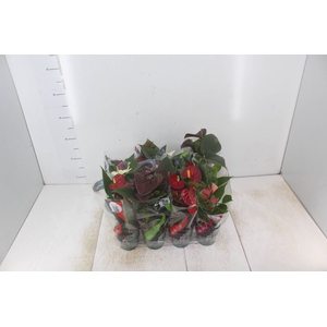 ANTHURIUM VARIADO P09