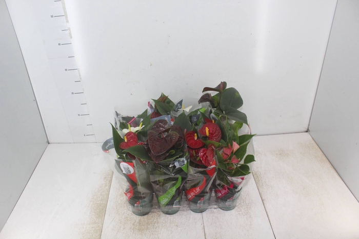 ANTHURIUM VARIADO P09