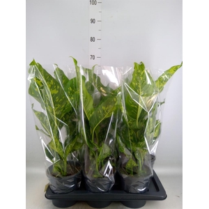 Dieffenbachia  'Spotty'