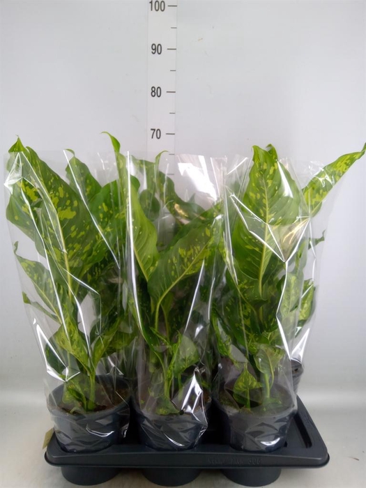 <h4>Dieffenbachia  'Spotty'</h4>