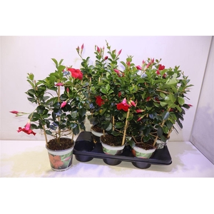 arr8 Mande Di Topaze Verm