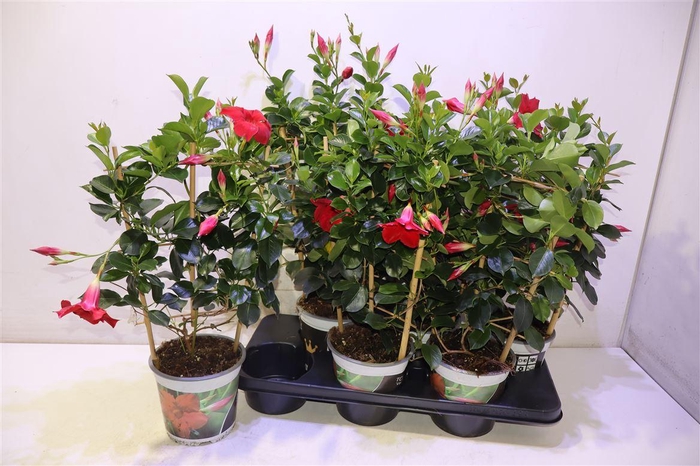 <h4>arr8 Mande Di Topaze Verm</h4>