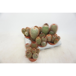 CACTUS GEM