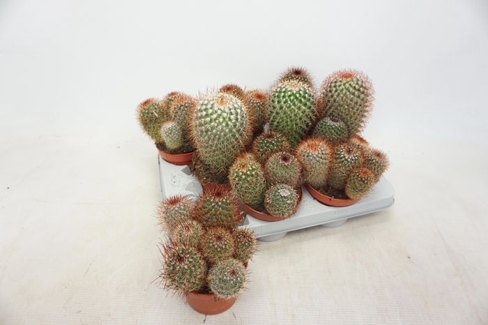 <h4>CACTUS GEM</h4>