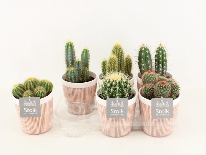 <h4>Cactus Mix In Terracotta keramiek</h4>