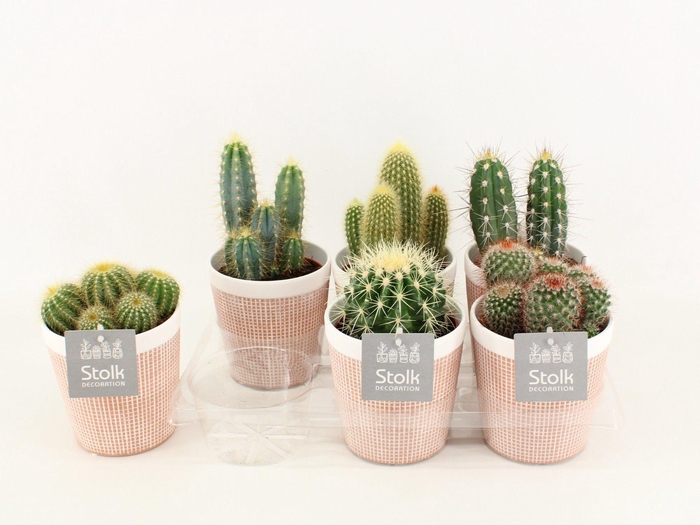 <h4>Cactus Mix In Terracotta keramiek</h4>