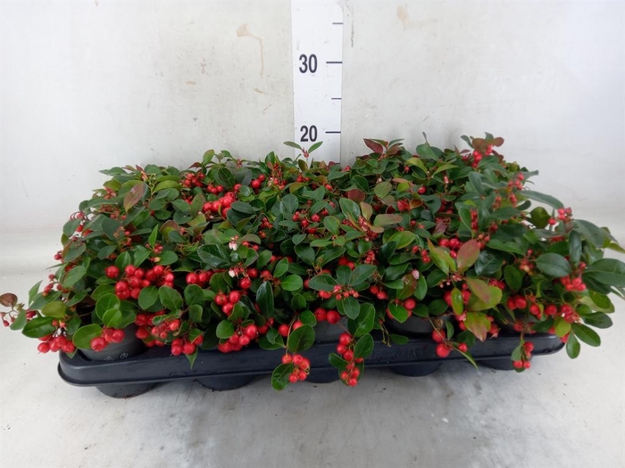 <h4>Gaultheria proc. 'Big Berry'</h4>