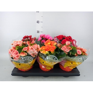 Begonia elat. DU   ...mix