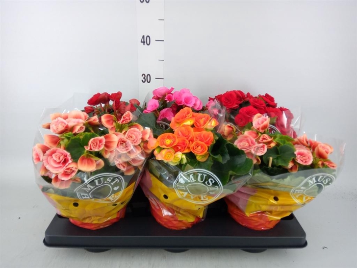 <h4>Begonia elat. DU   ...mix</h4>