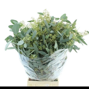 EUC POLYAN FRUI P BS