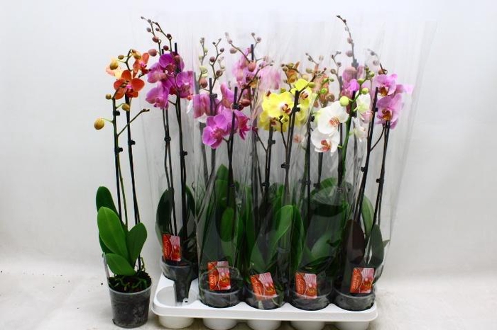 <h4>PHAL GEM 6 KL</h4>
