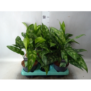 Aglaonema  'Maria'