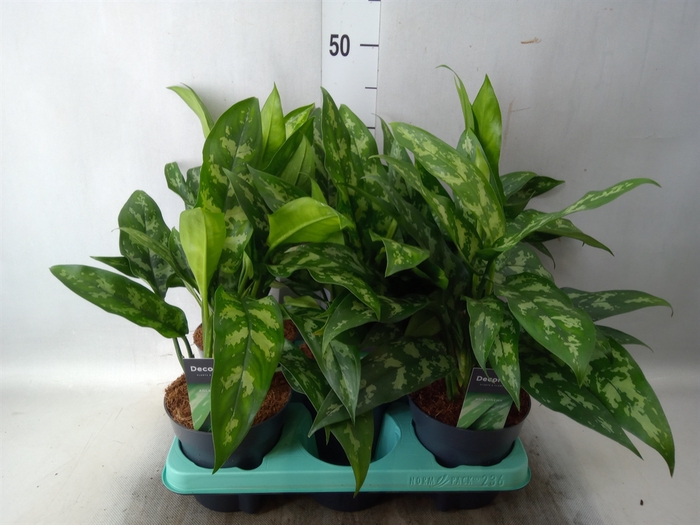 <h4>Aglaonema  'Maria'</h4>