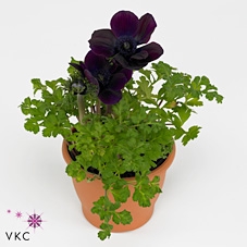 Anemone cor. 'Mona Lisa Deep Pink'