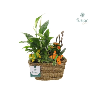 Mand zeegras ovaal met vrolijk Arrangement