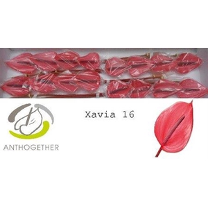 Anth Xavia