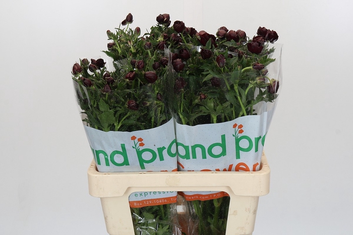 Ranunculus Magical Chocolate