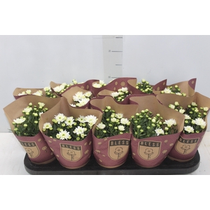 CRISANTEMO MINI P11 BRANCO