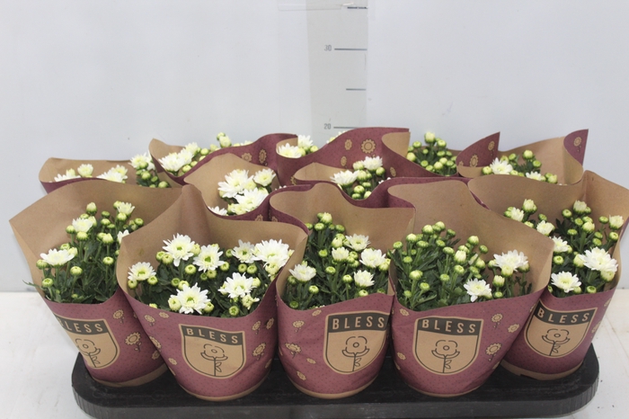 CRISANTEMO MINI P11 BRANCO