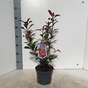 Photinia fraseri 'Carré Rouge'