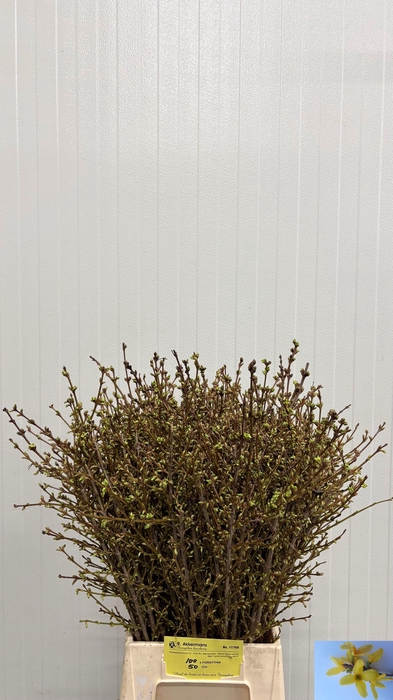 <h4>FORSY I SPECTABILIS</h4>