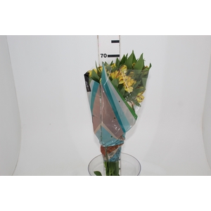 ALSTROEMERIA CARIBBEAN 070 CM