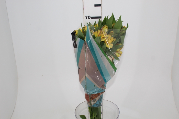 <h4>ALSTROEMERIA CARIBBEAN 070 CM</h4>