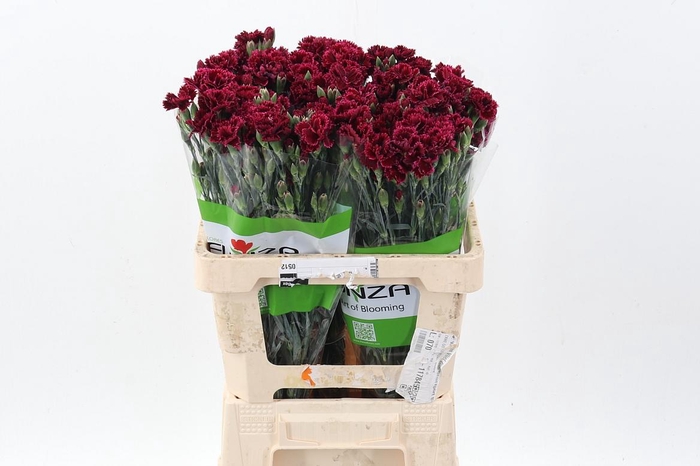 <h4>Di Fiorino Pupa</h4>