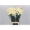 Dianthus St Rodas Creme