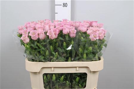 <h4>Camp M Pearl Pink</h4>