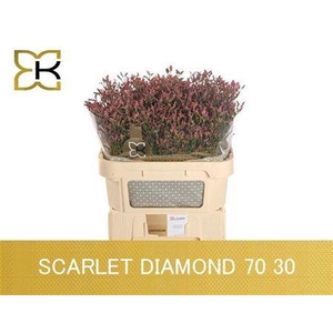 Lim Sin Scar Diamond