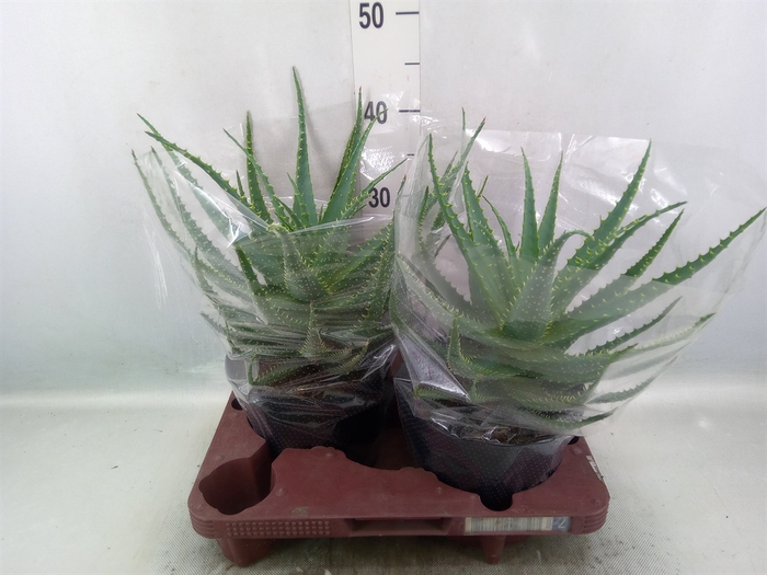 <h4>Aloe arborescens</h4>