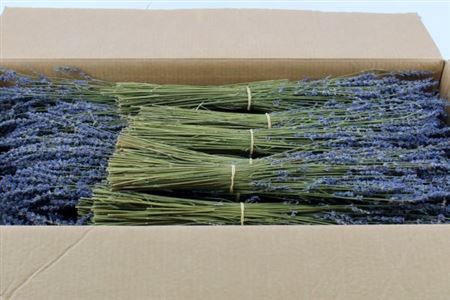 <h4>Dried Lavendel Super Blue 100gram Bunch</h4>