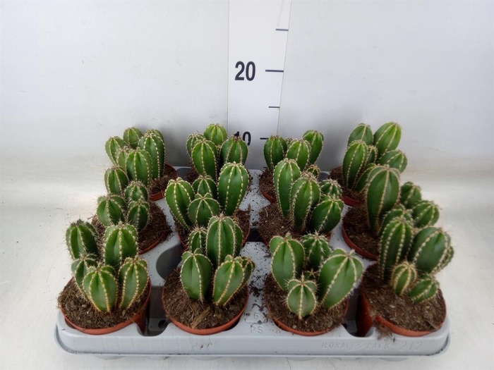 <h4>Cereus   ...</h4>